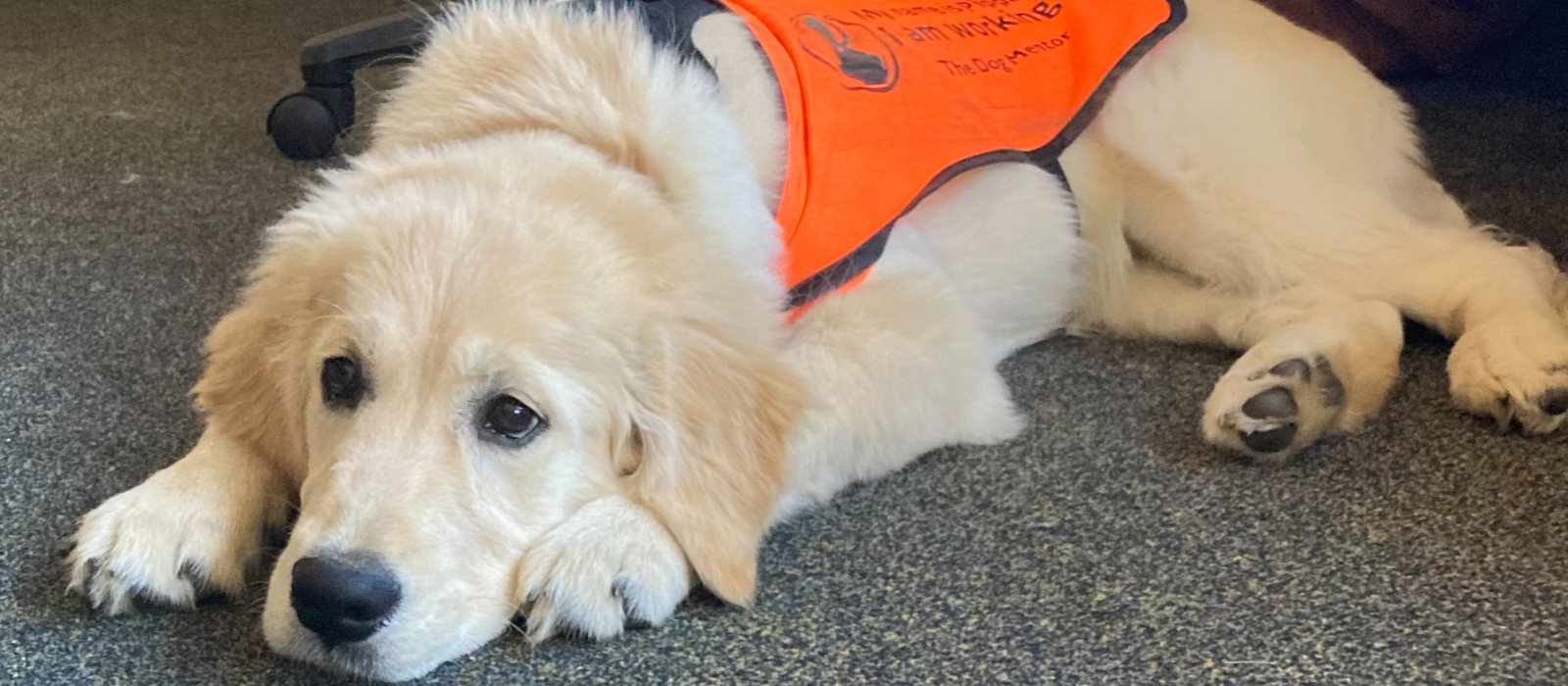 School Dog